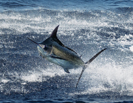 marlin leaping from water