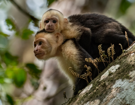 Monkeys Costa Rica